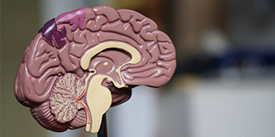Foto de una figura plástica de un cerebro humano siendo mostrado de costado